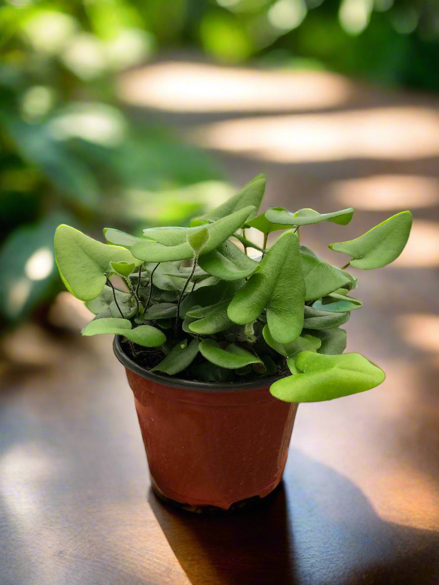 Fern 'Heart'