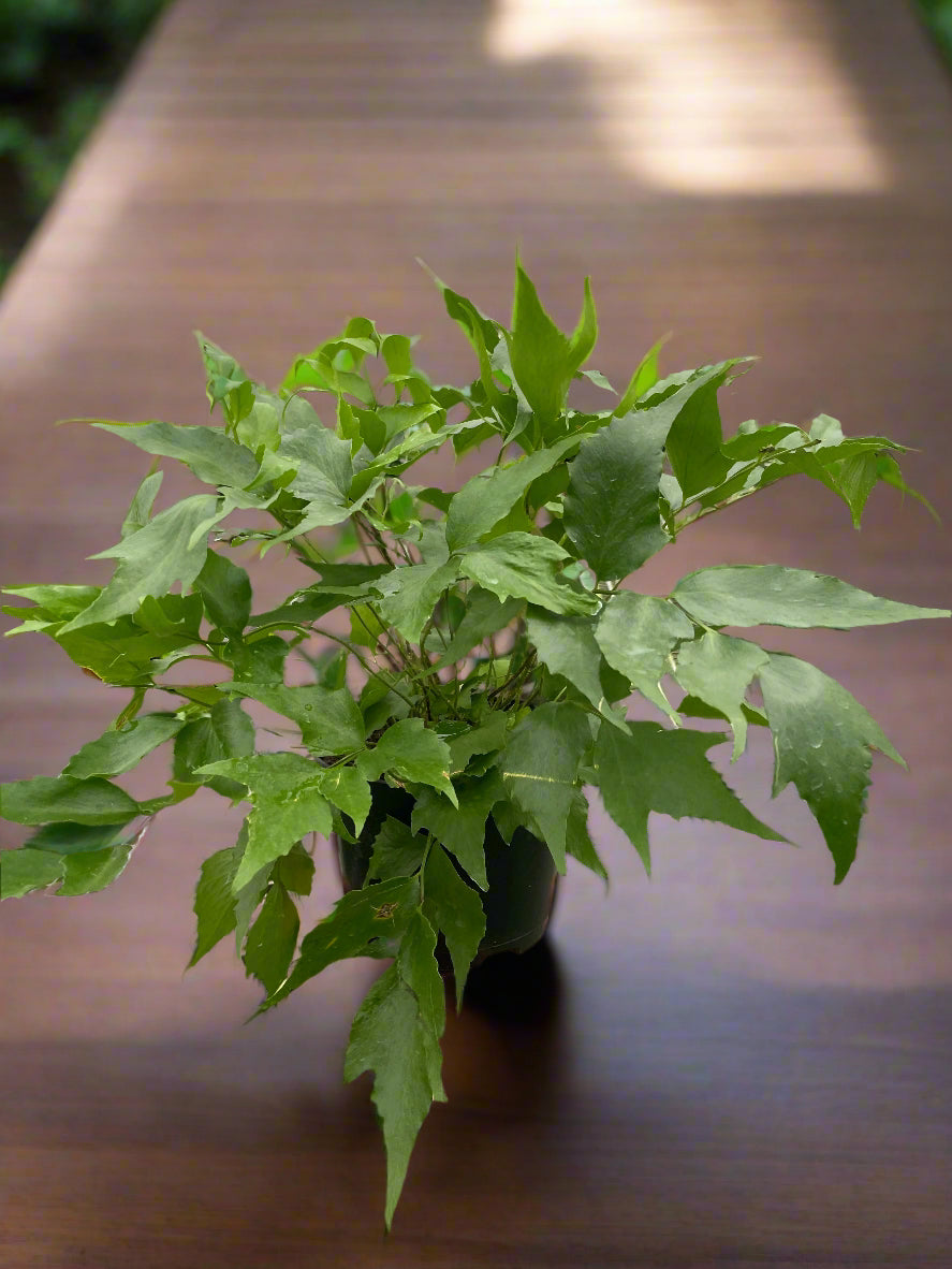 Fern 'Holly'