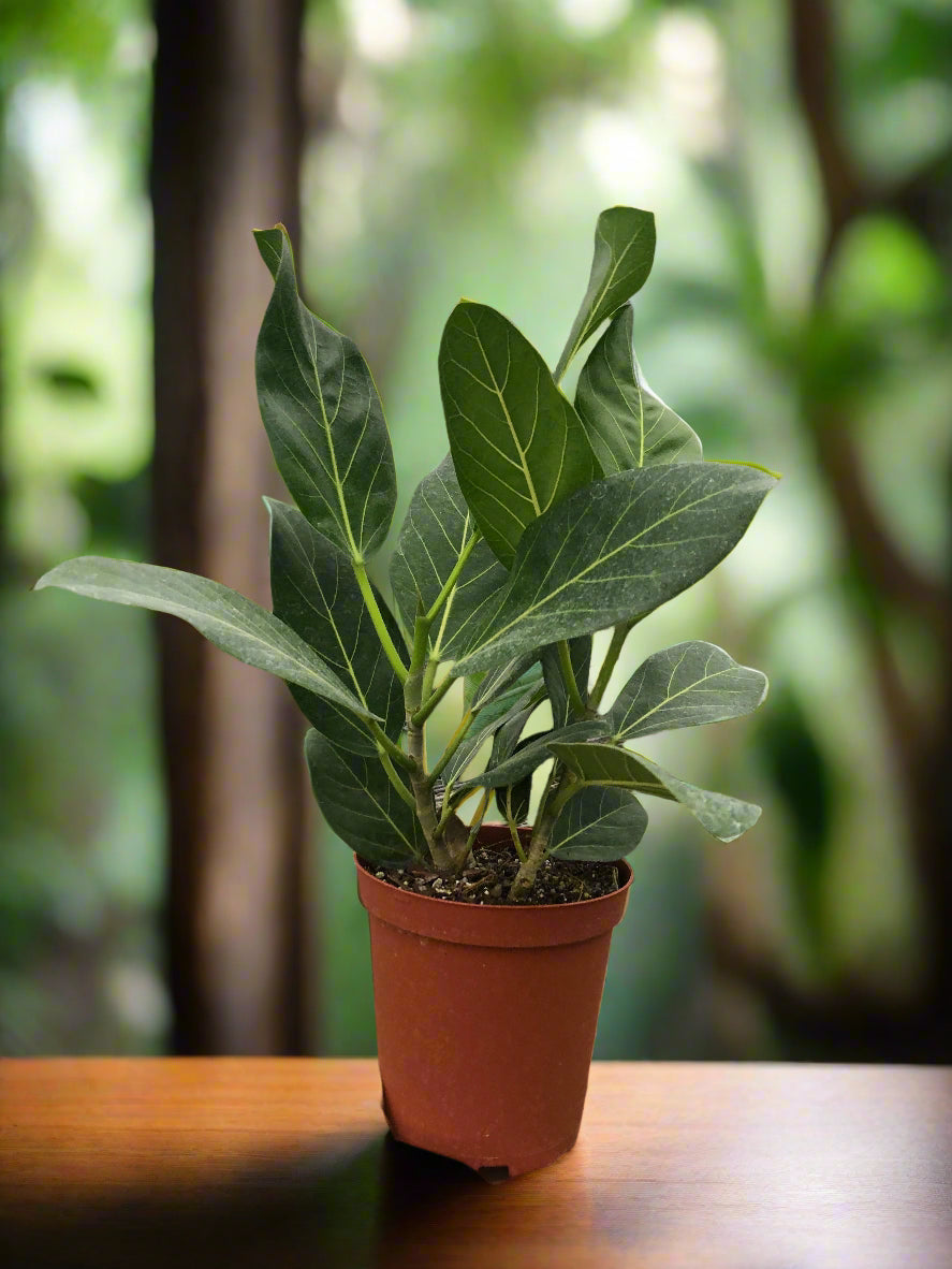 Ficus 'Audrey'