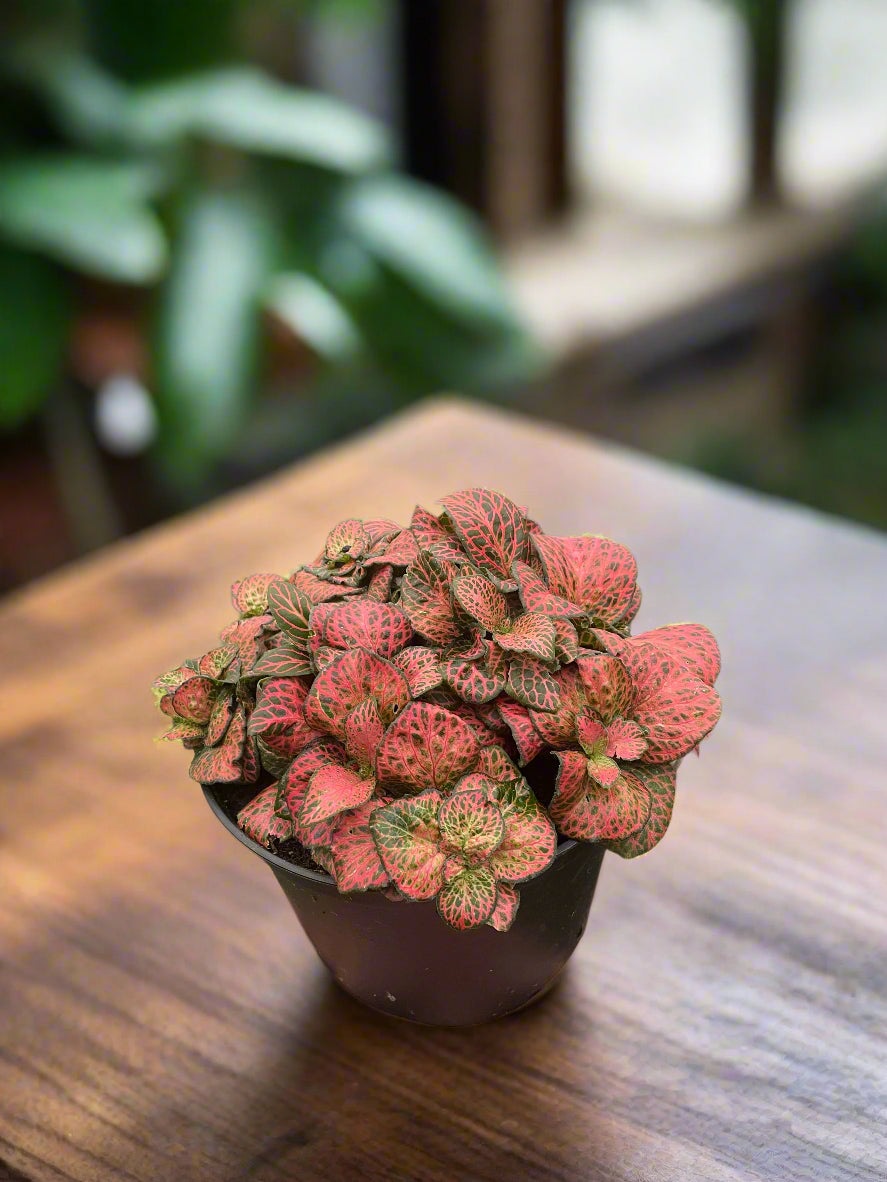 Fittonia 'Red'