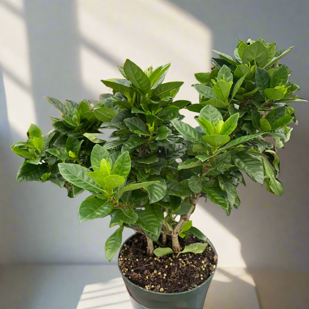 Gardenia 'Bush'