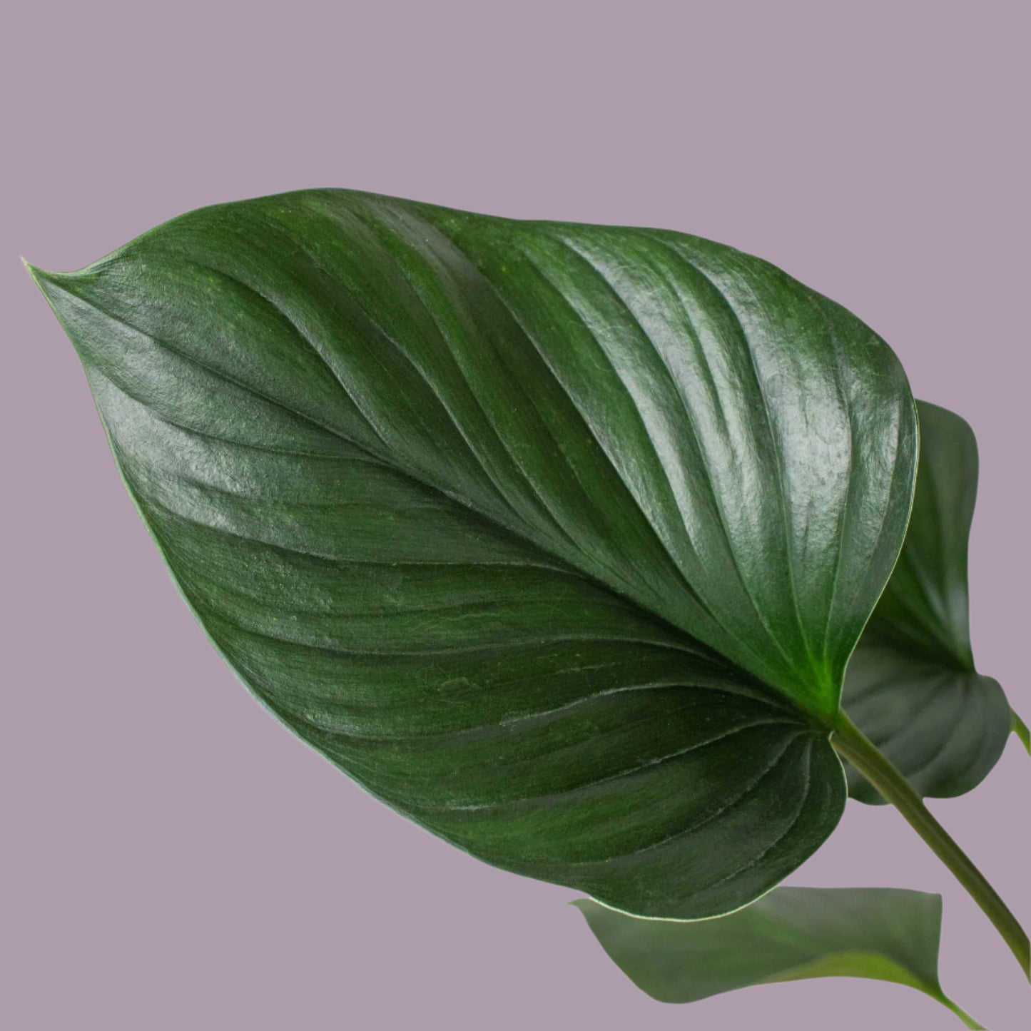 Homalomena 'Emerald Gem'