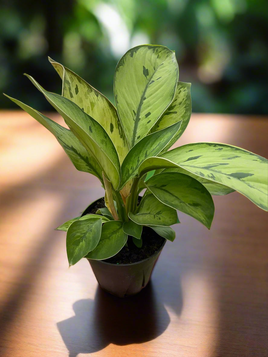 Homalomena 'Selby'