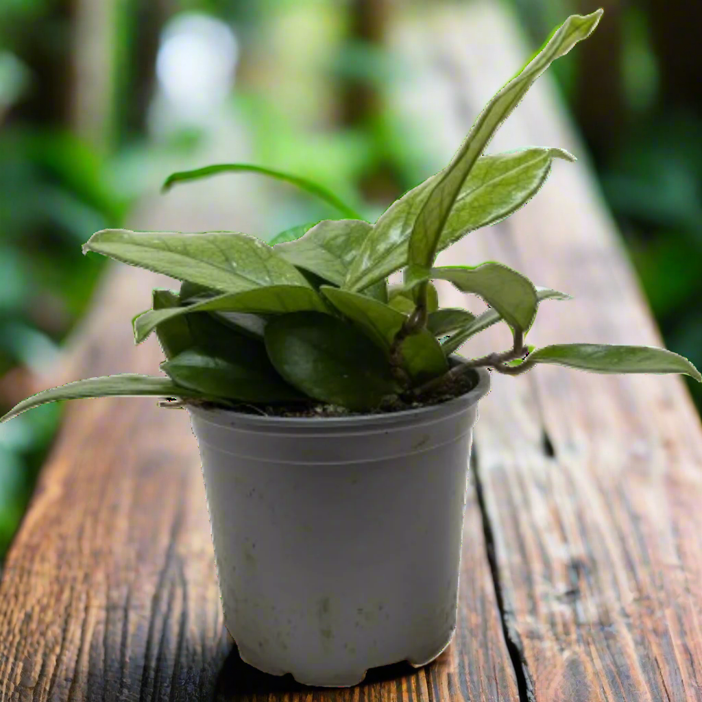 Hoya Fungii