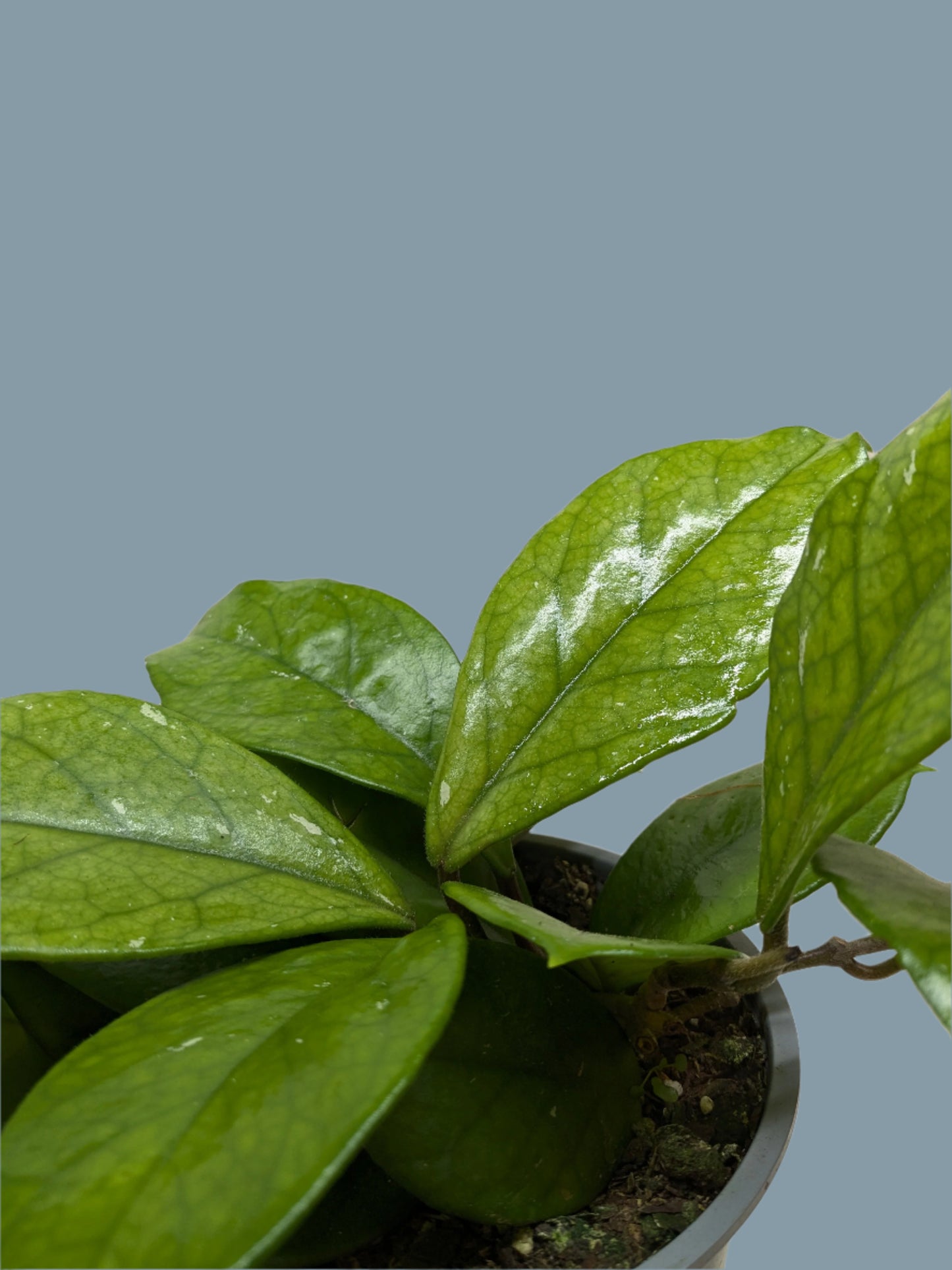 Hoya Fungii