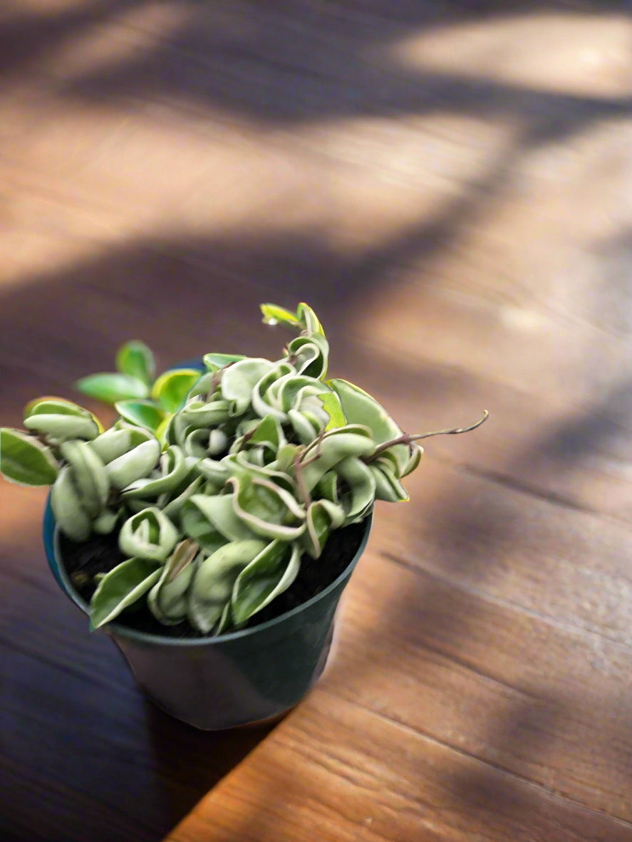 Hoya 'Rope Plant' Variegated