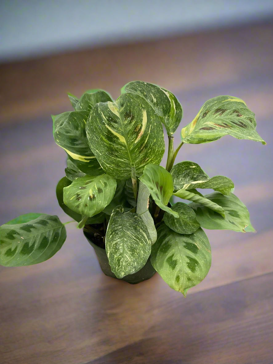 Maranta Variegated 'Beauty Kim'