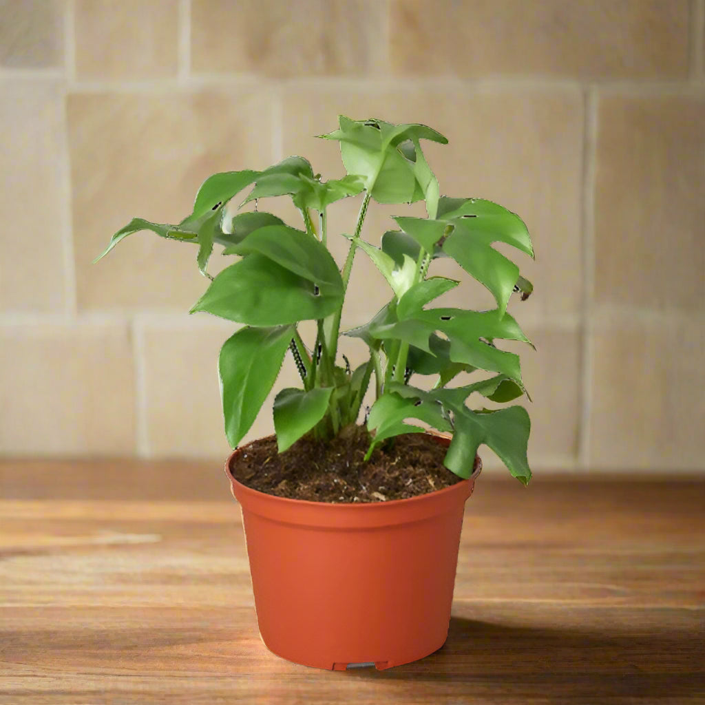 Philodendron Mini Monstera Minima