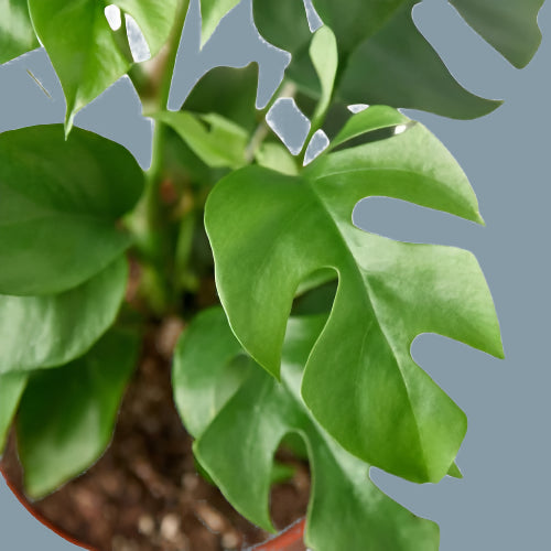 Philodendron Mini Monstera Minima