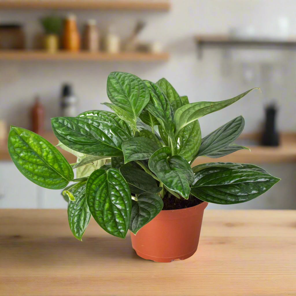 Monstera 'Peru'
