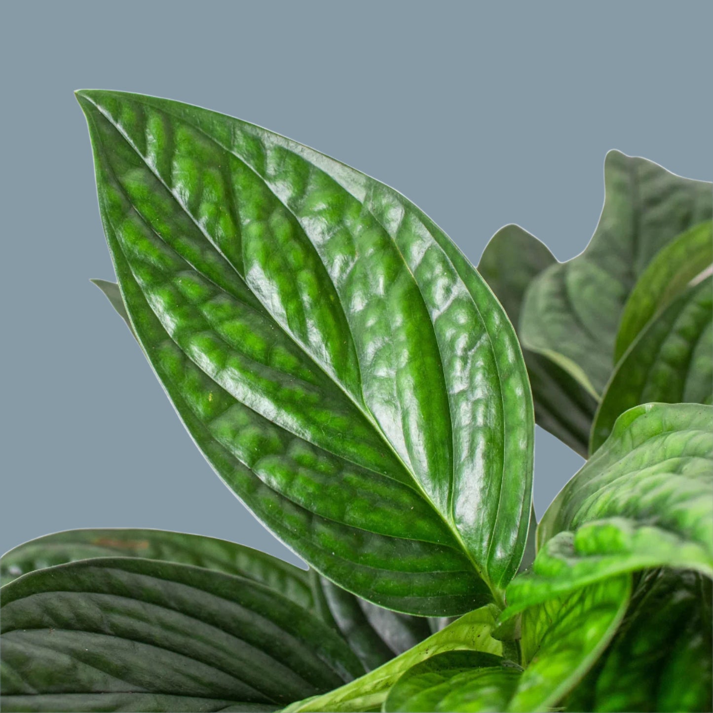 Monstera 'Peru'