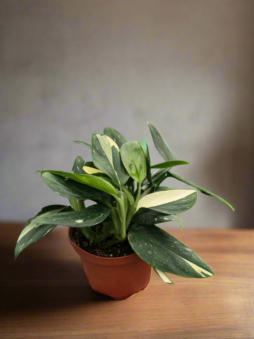 Monstera 'Standeleyana Albo Variegated'