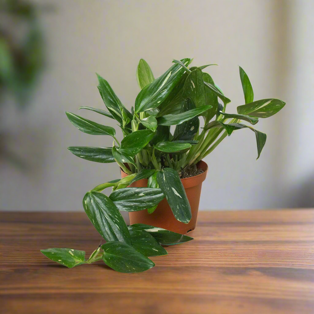 Monstera 'Standeleyana Albo Variegated'