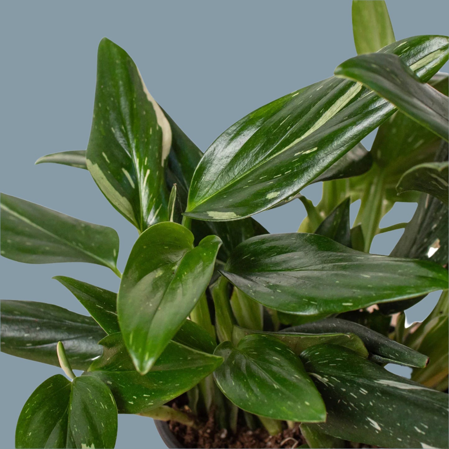 Monstera 'Standeleyana Albo Variegated'