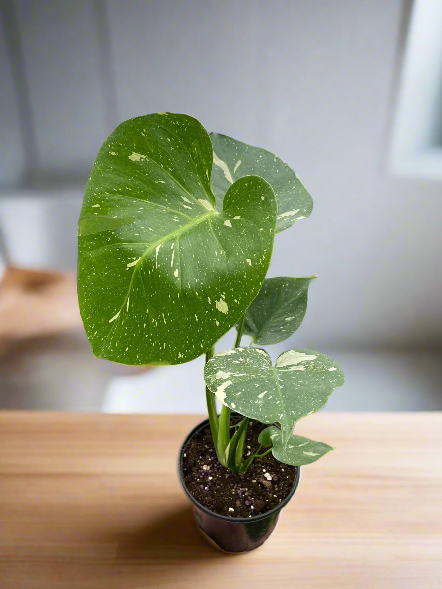 Monstera 'Thai Constellation'