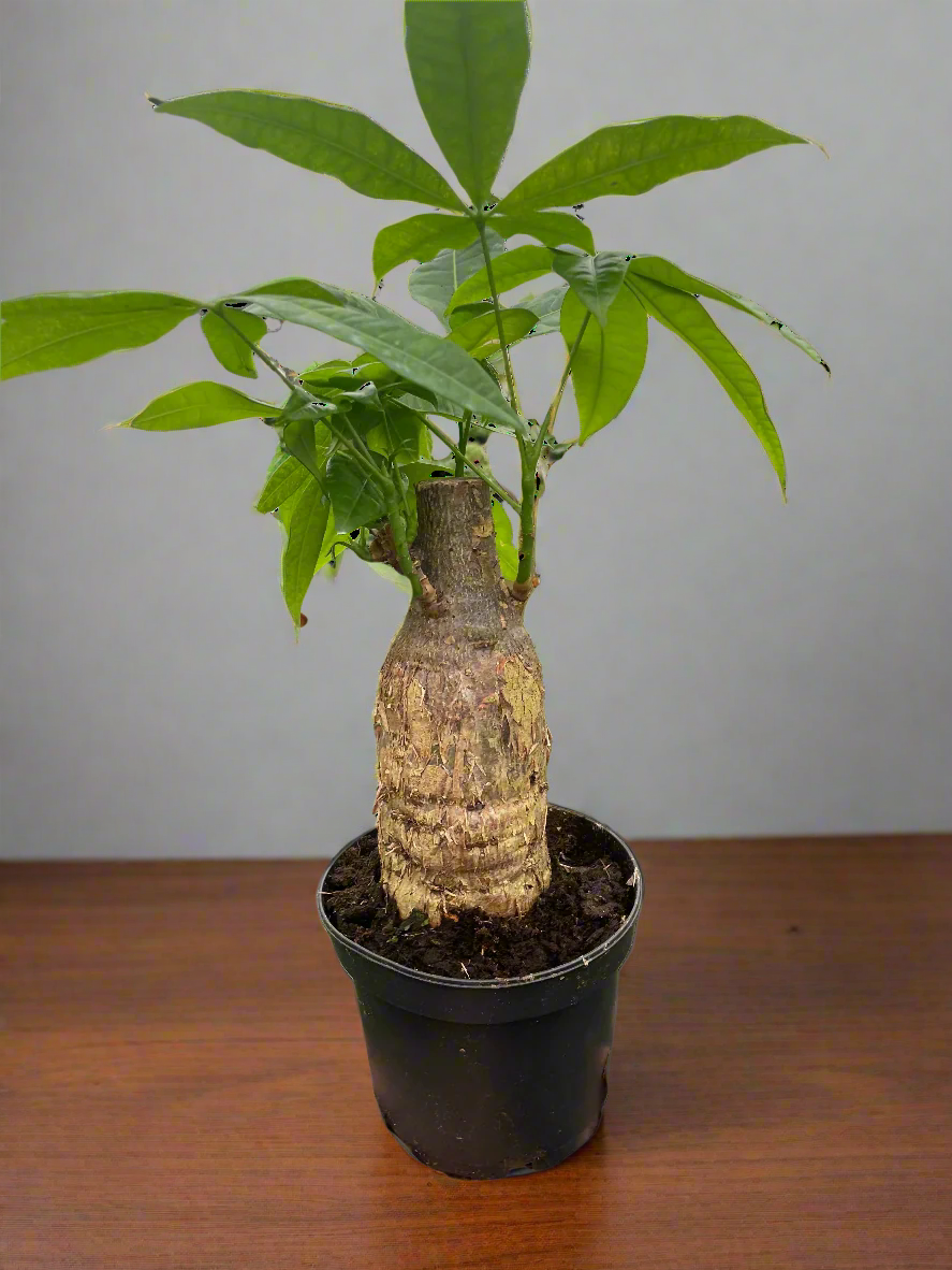 Money Tree 'Guiana Chestnut' Pachira Stump