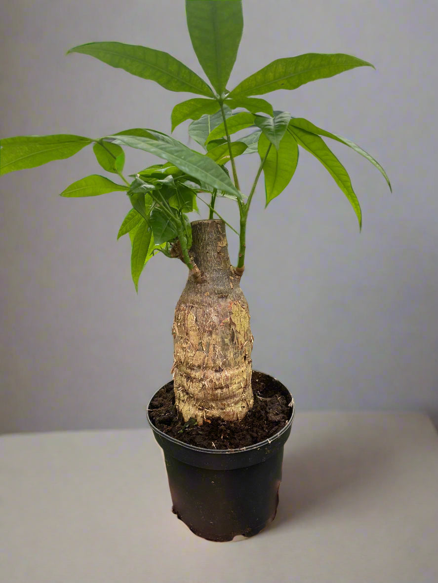 Money Tree 'Guiana Chestnut' Pachira Stump