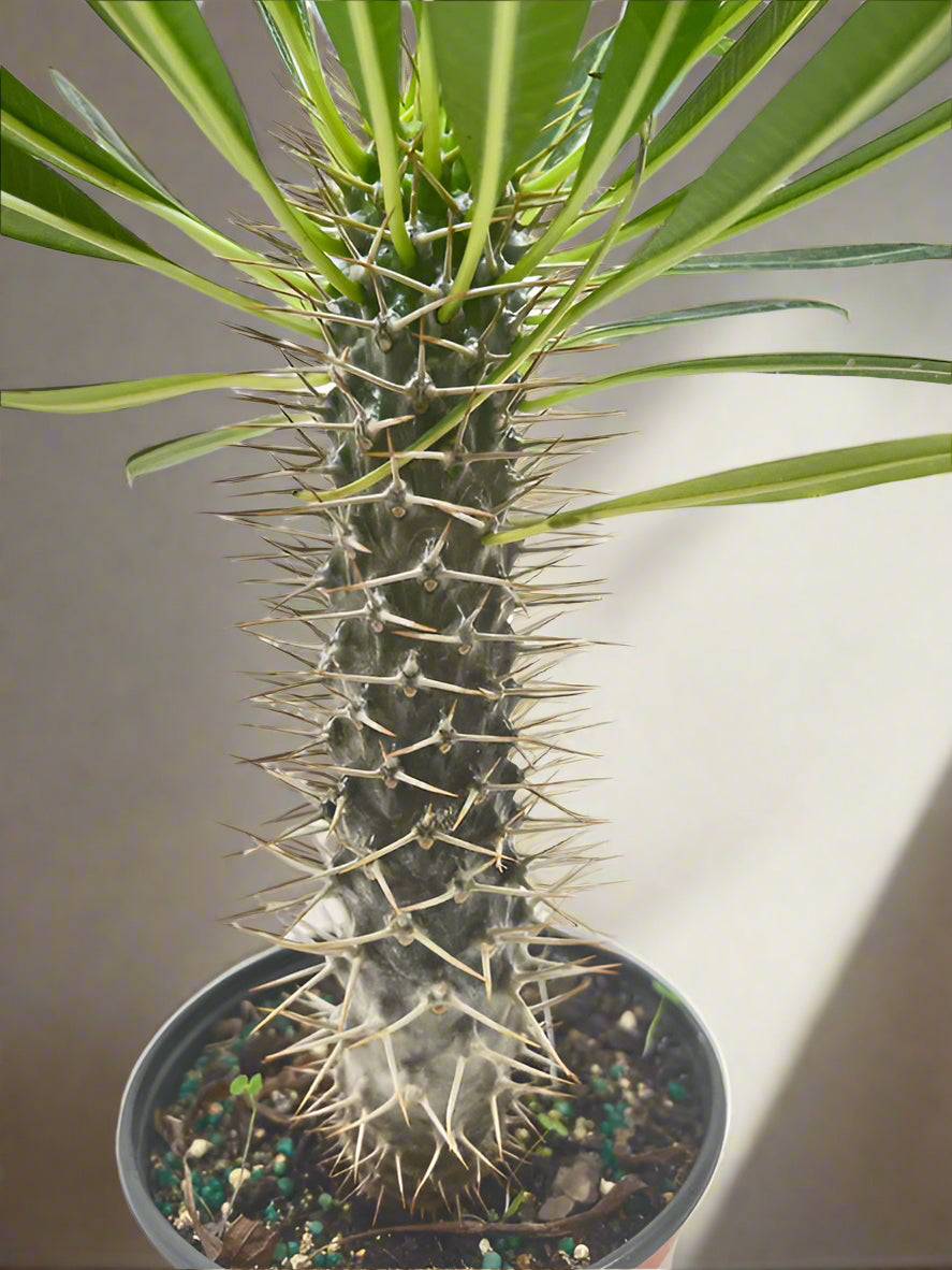 Pachypodium 'lamerei' (Madagascar Palm)