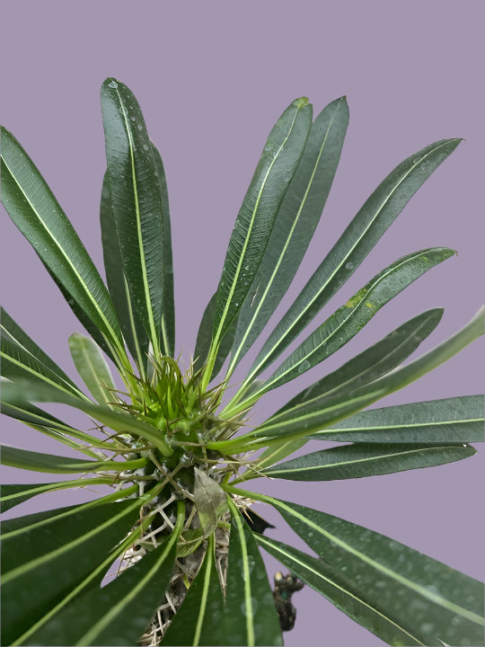 Pachypodium 'lamerei' (Madagascar Palm)