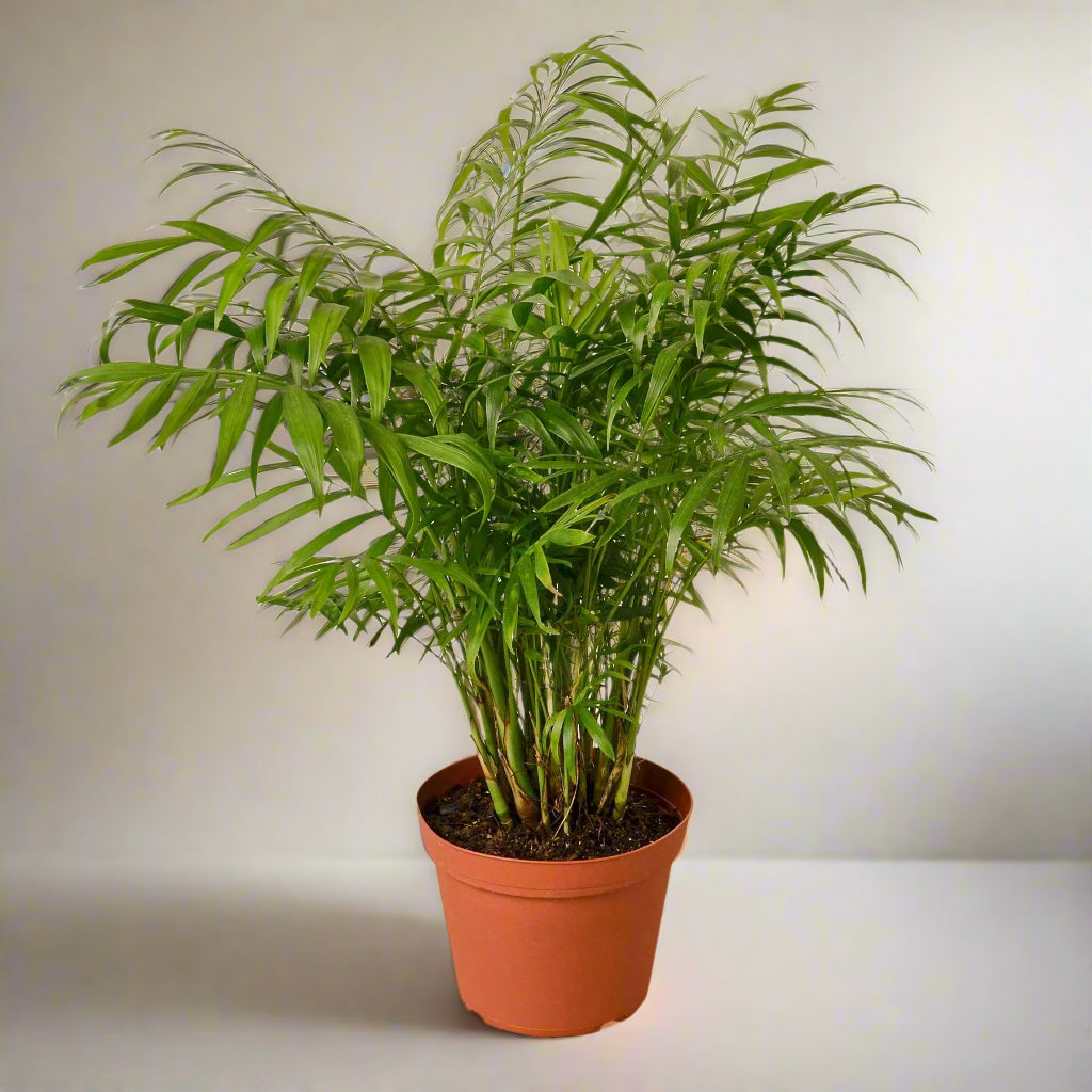 Parlor Palm