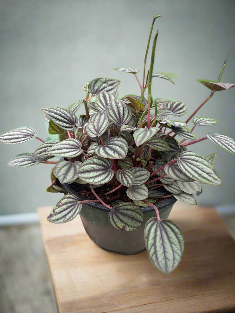 Peperomia 'Picollo Banda'