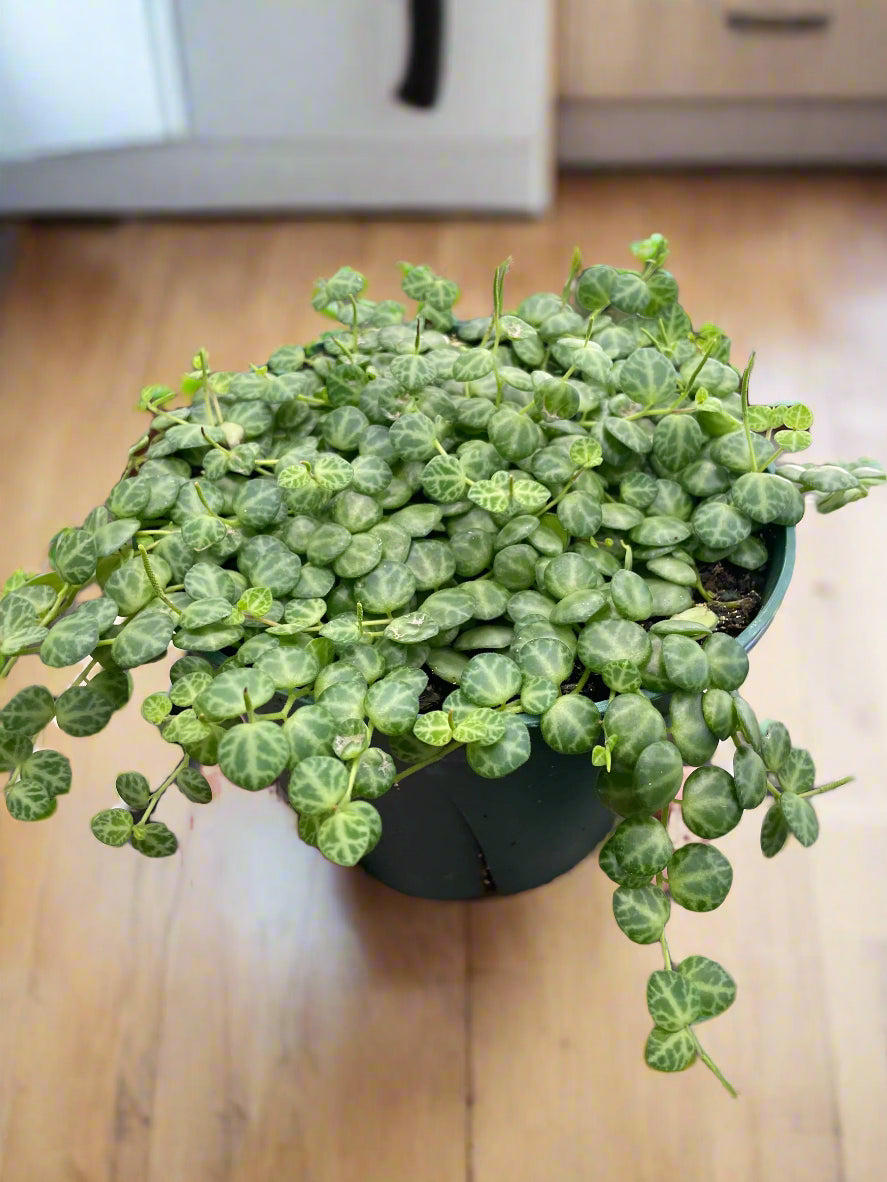 Peperomia Prostrata 'String of Turtles'