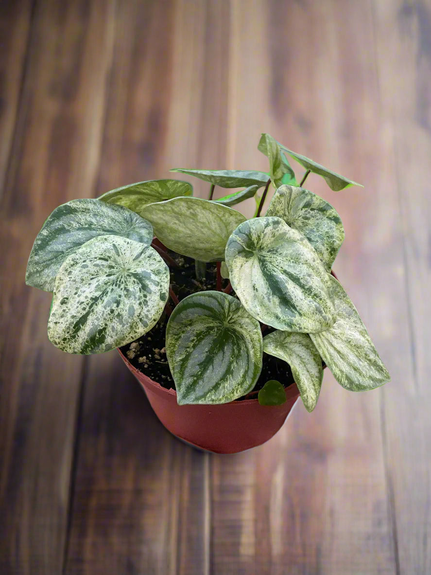 Peperomia 'Watermelon Variegated'
