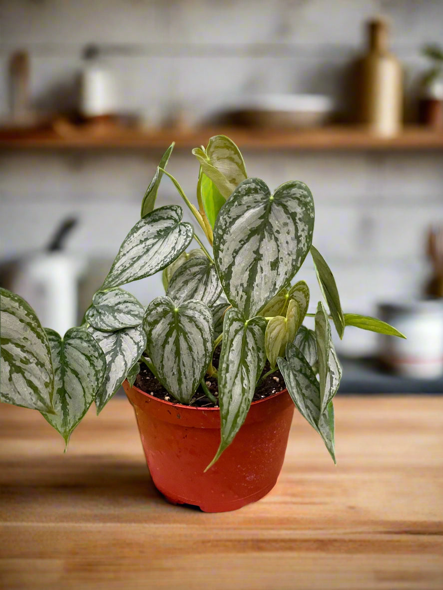 Philodendron 'Brandi'
