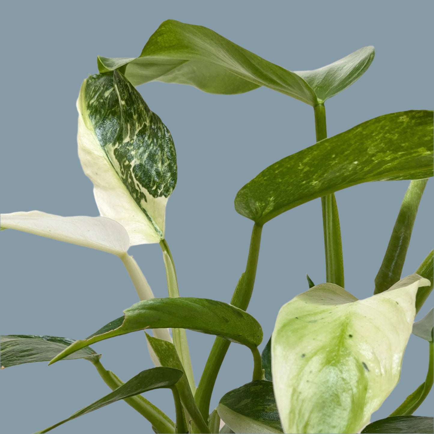Philodendron Jose Bueno