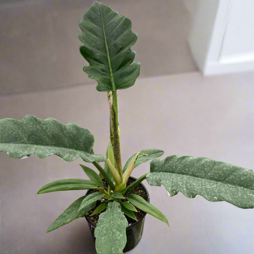 Philodendron 'Jungle Boogie'
