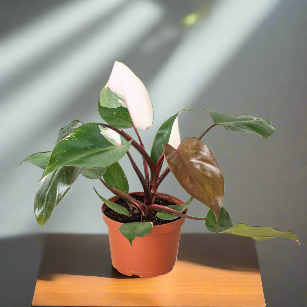 Philodendron 'Pink Princess'