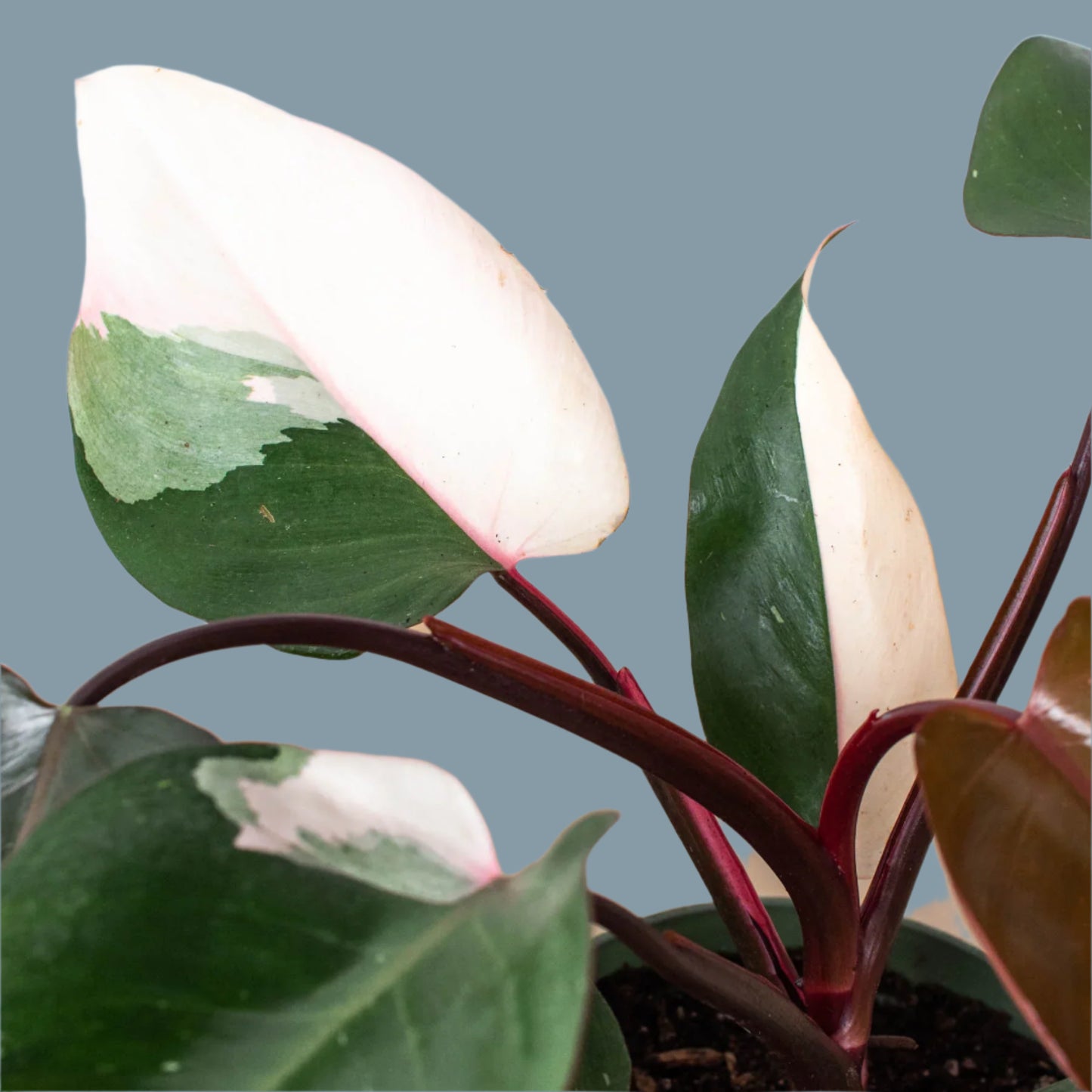 Philodendron 'Pink Princess'