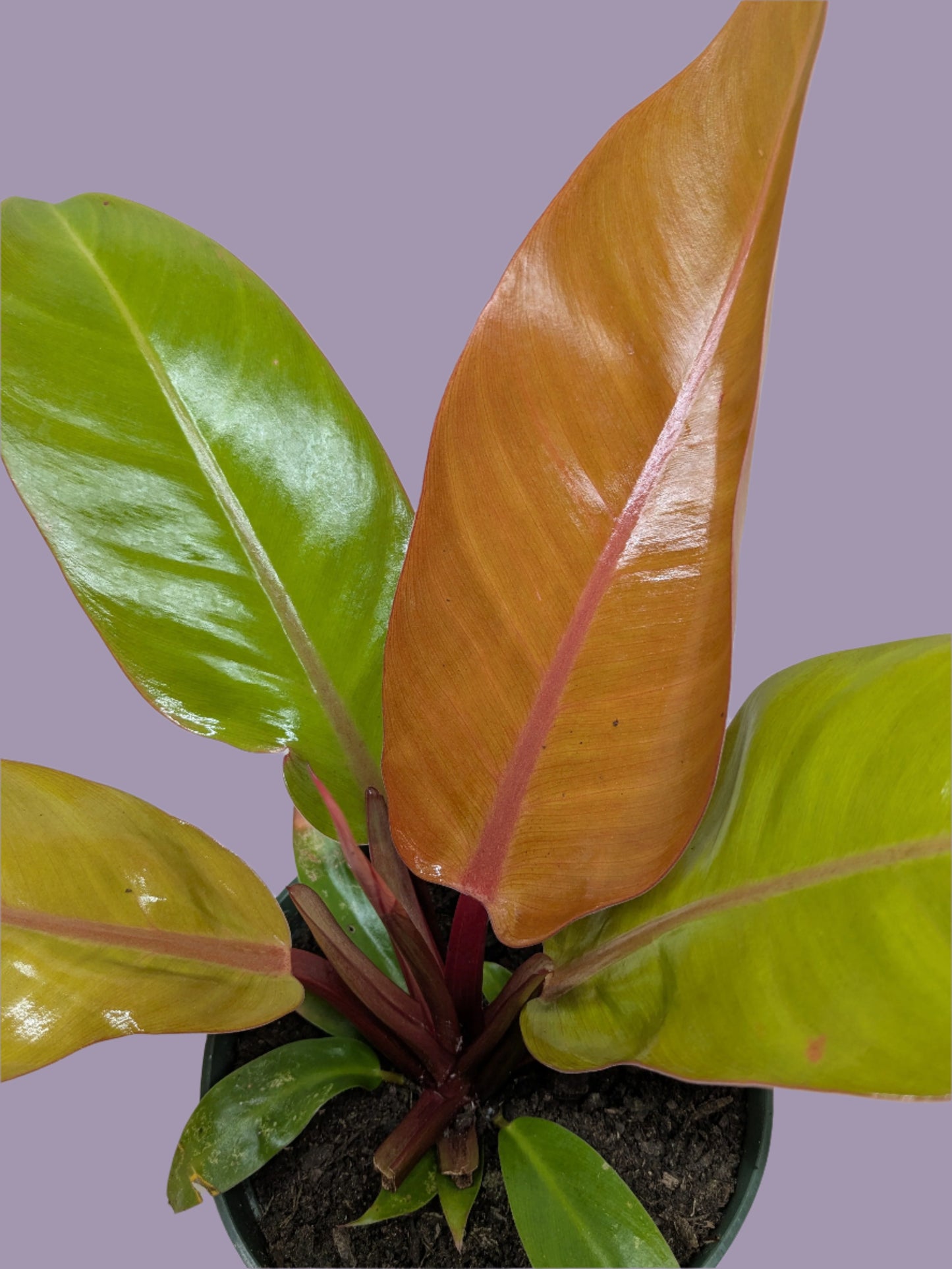 Philodendron 'Prince of Orange'