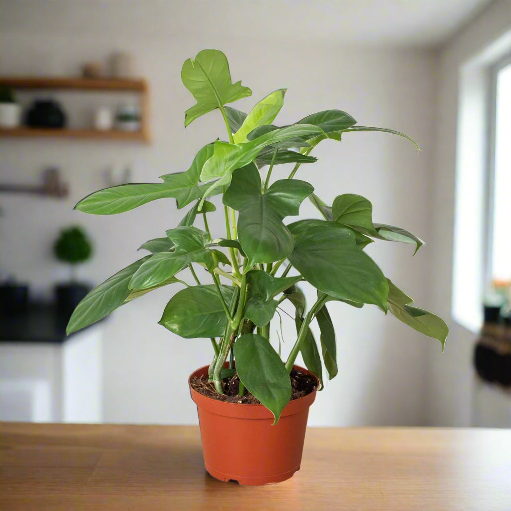 Philodendron 'Silver Sword'