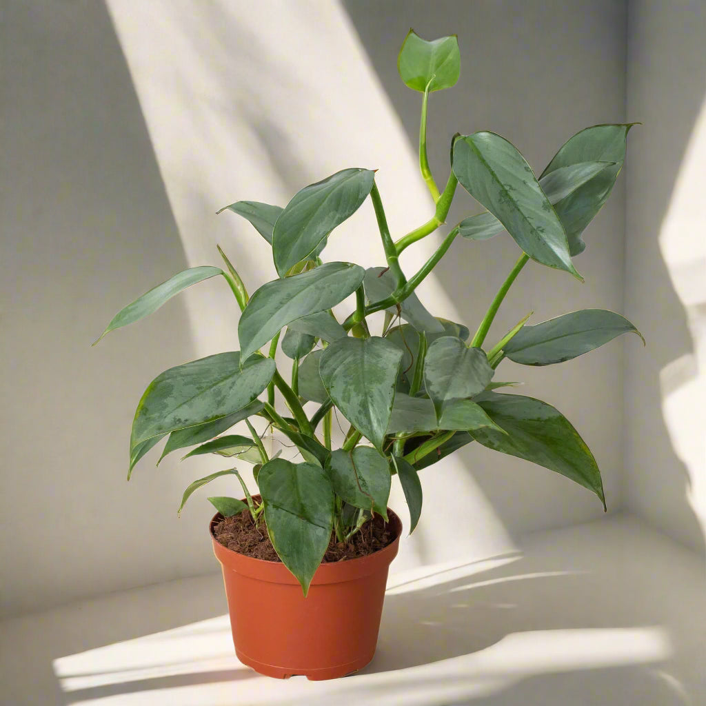 Philodendron 'Silver Sword'