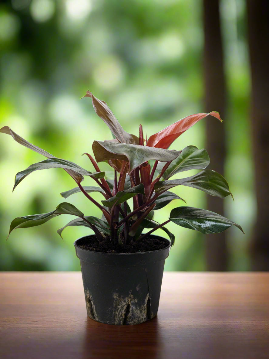 Philodendron 'Sun Red'