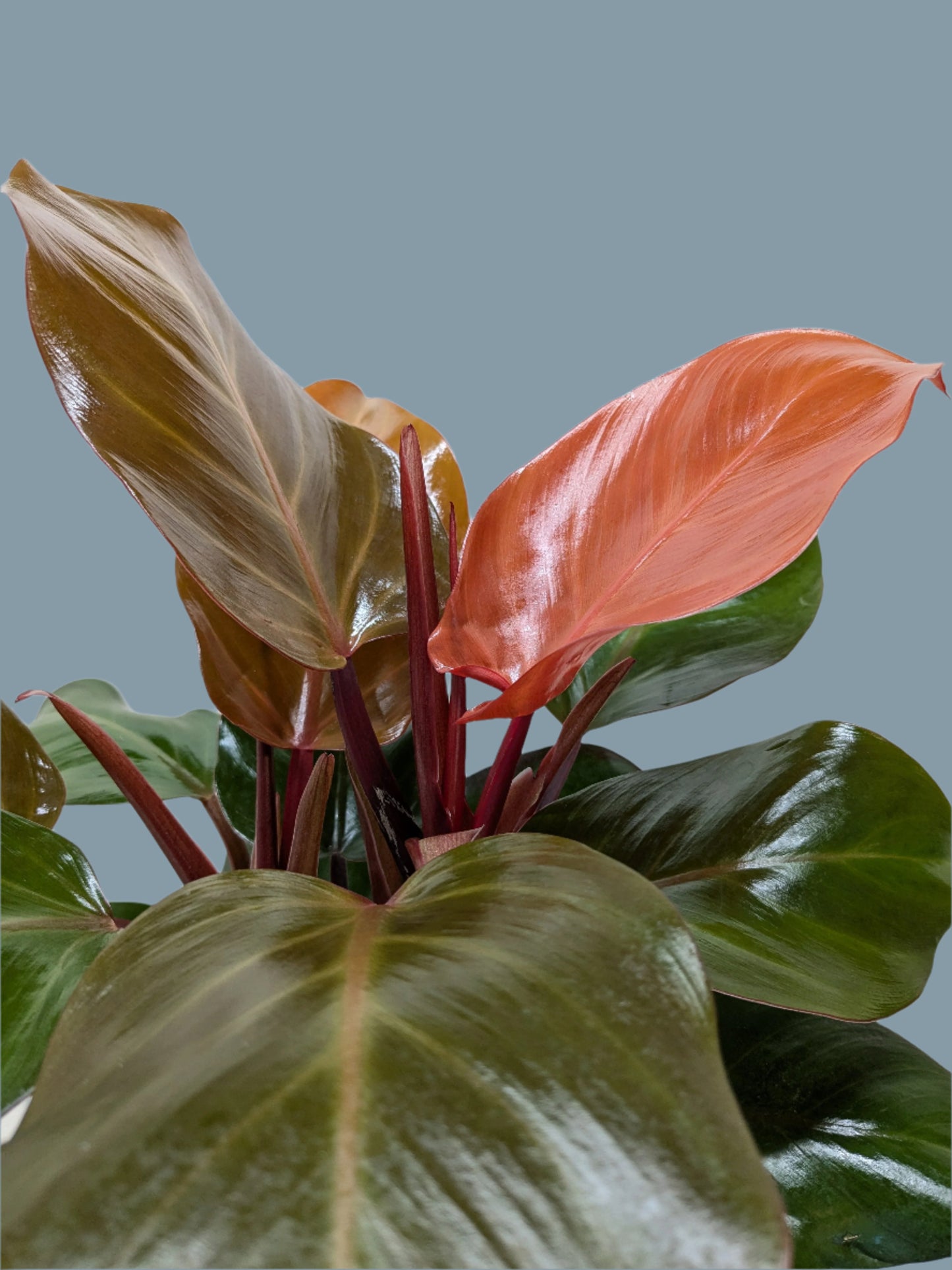 Philodendron 'Sun Red'
