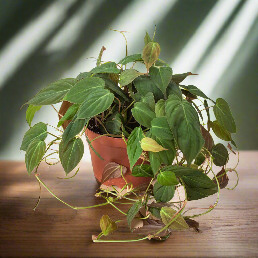 Philodendron 'Velvet'
