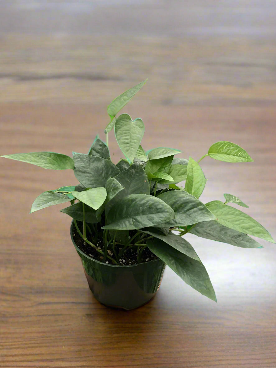 Pothos 'Cebu Blue'
