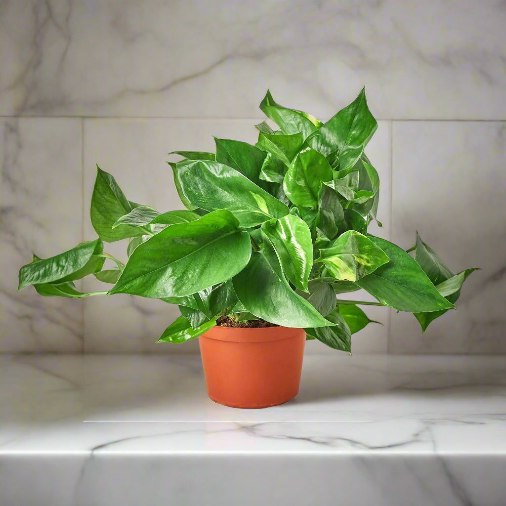 Pothos 'Golden'
