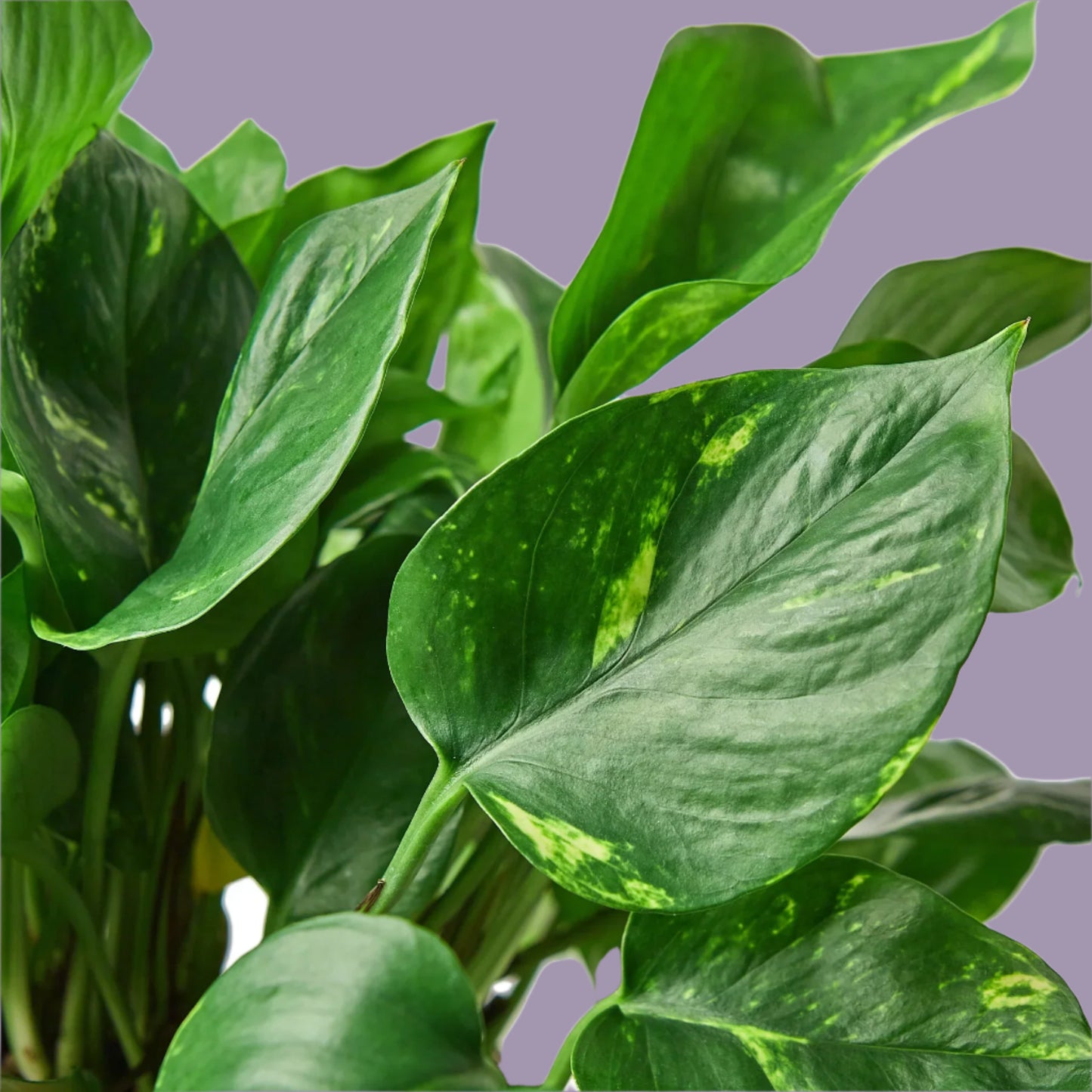 Pothos 'Golden'