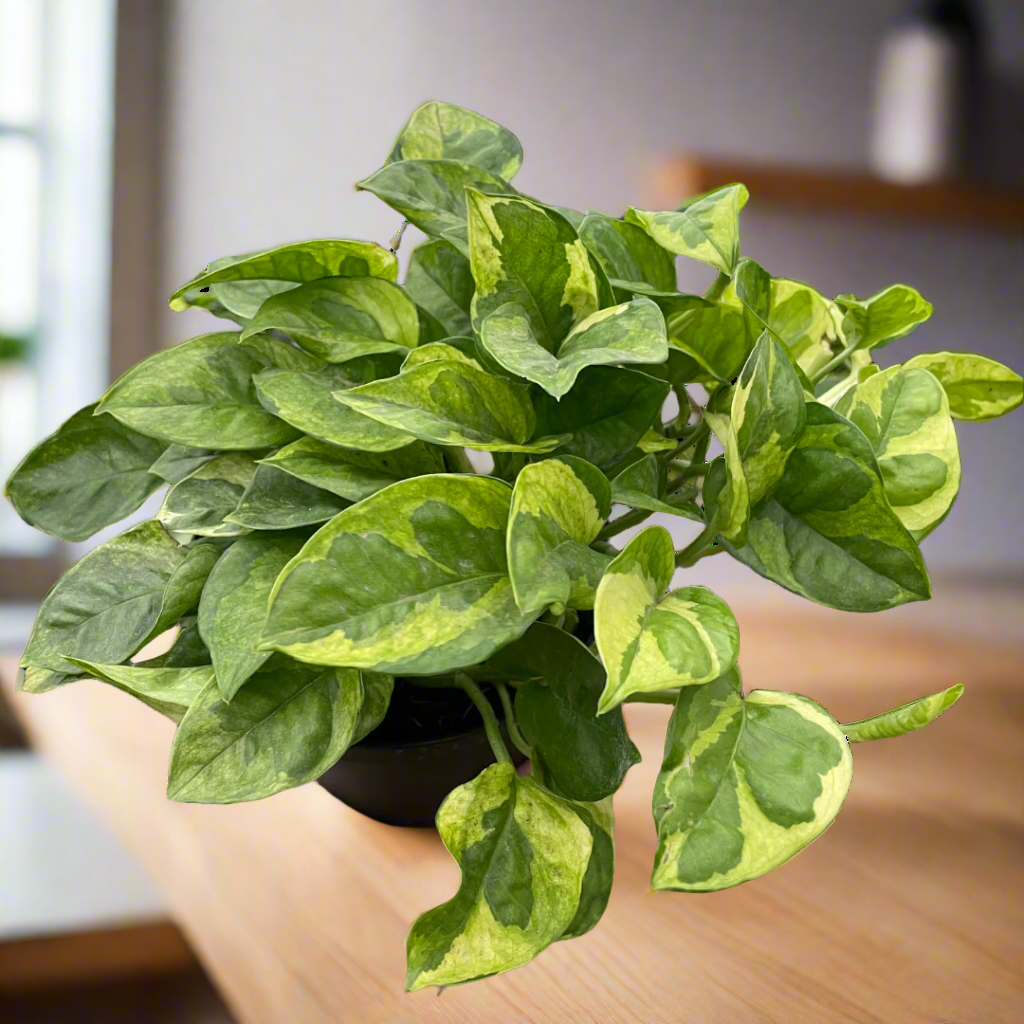 Pothos 'Lemon Meringue'