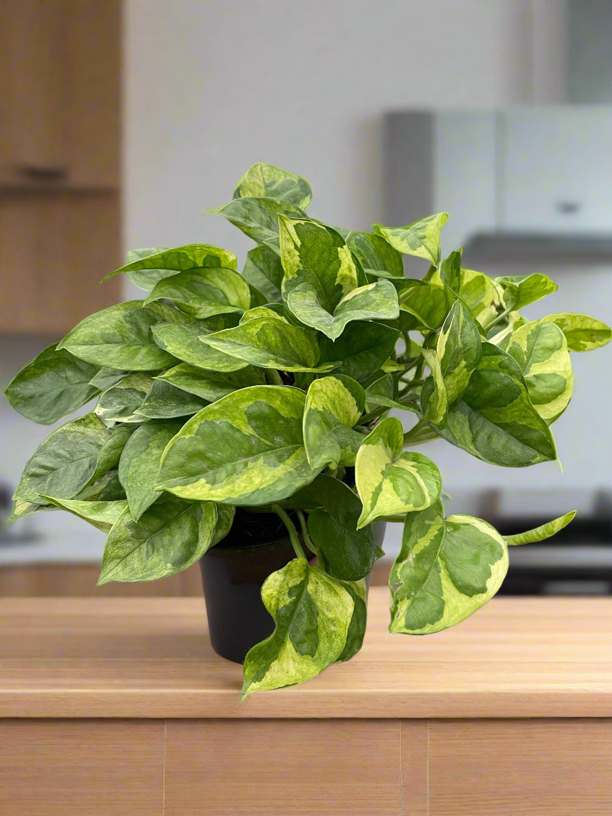 Pothos 'Lemon Meringue'