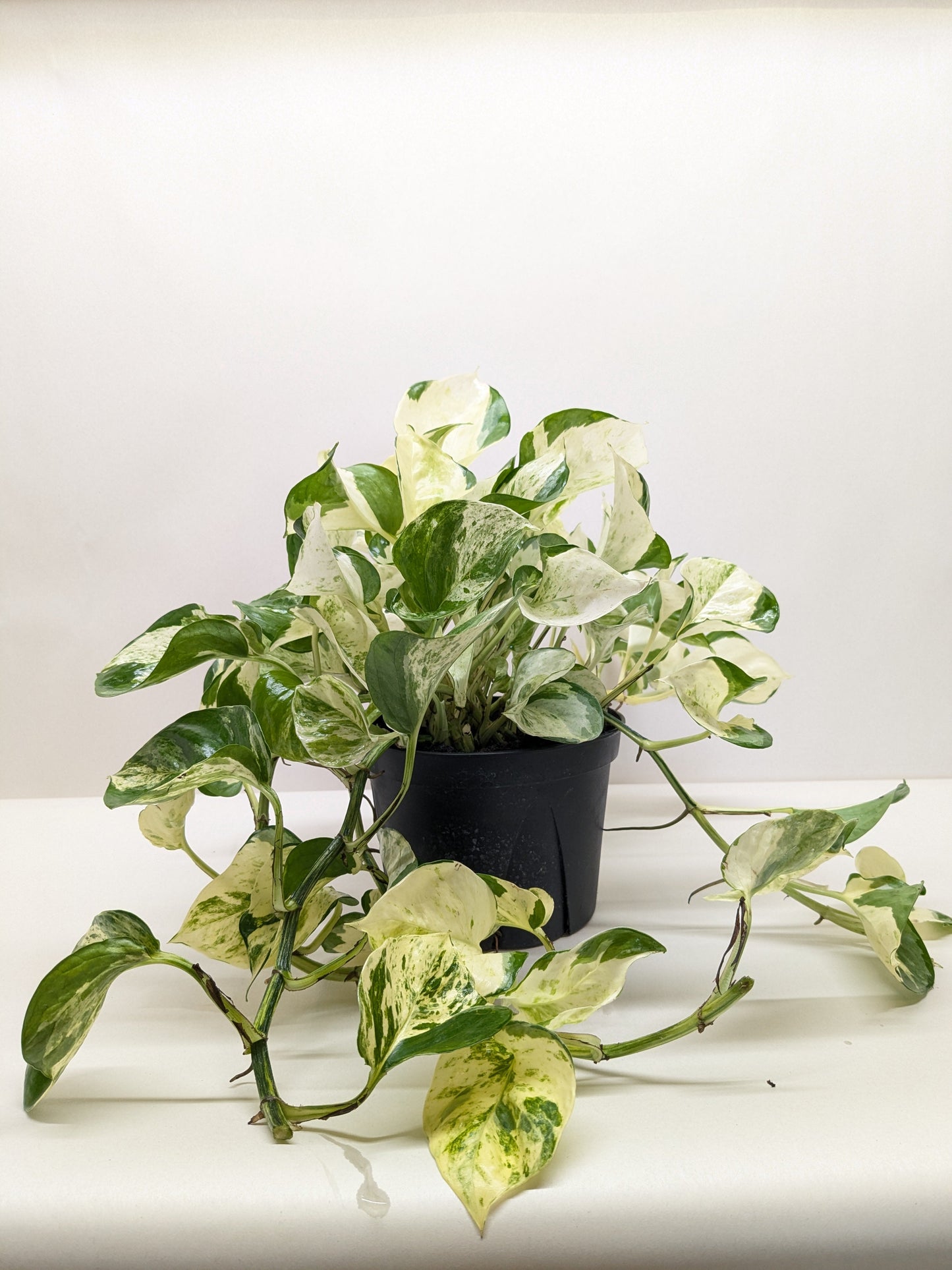Pothos Manjula