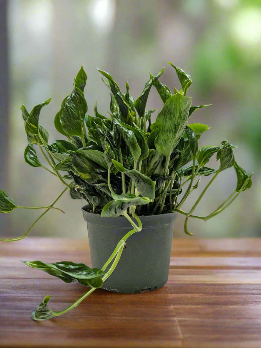 Pothos 'Shangri La'