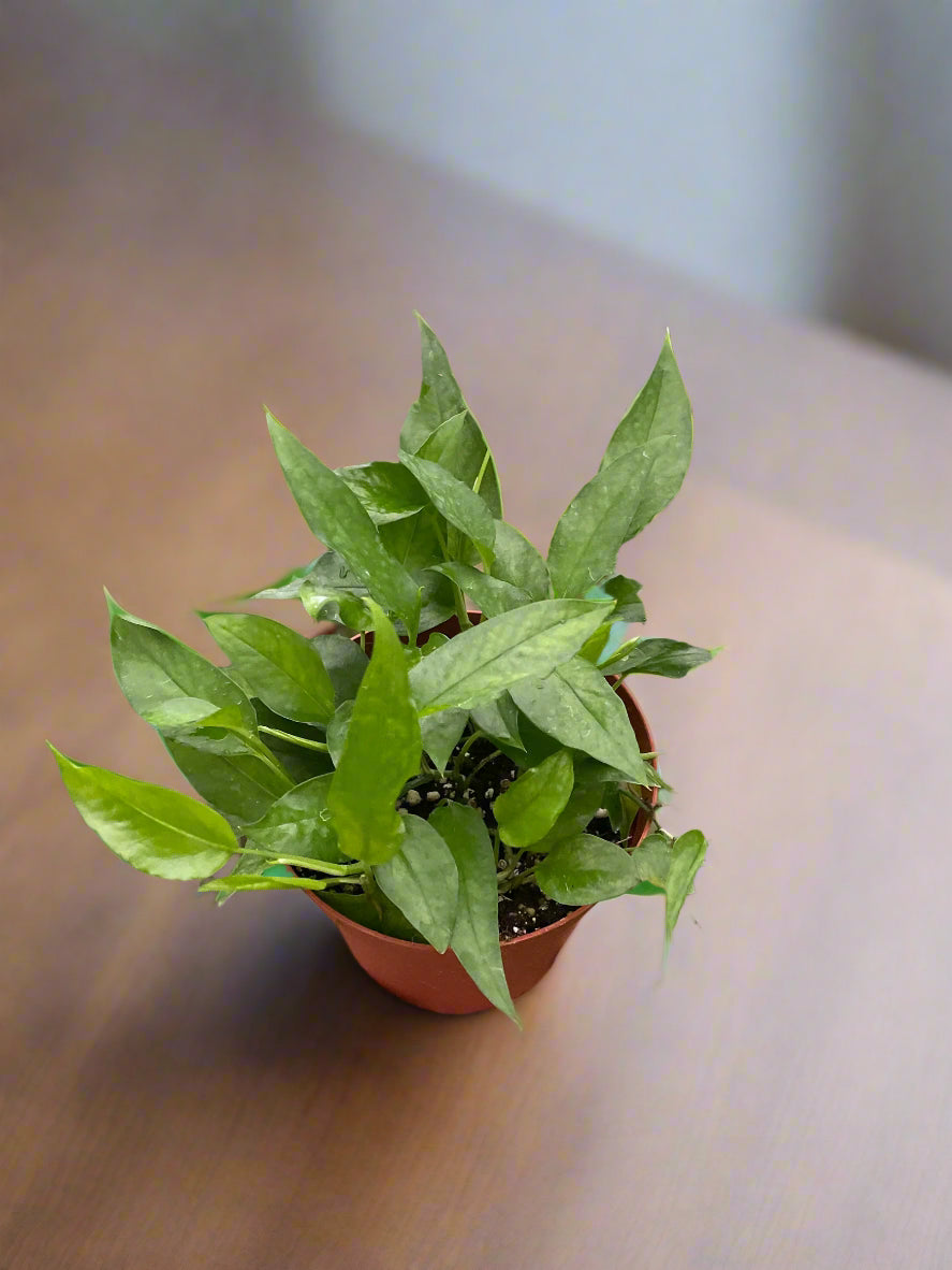 Pothos Skeleton Key
