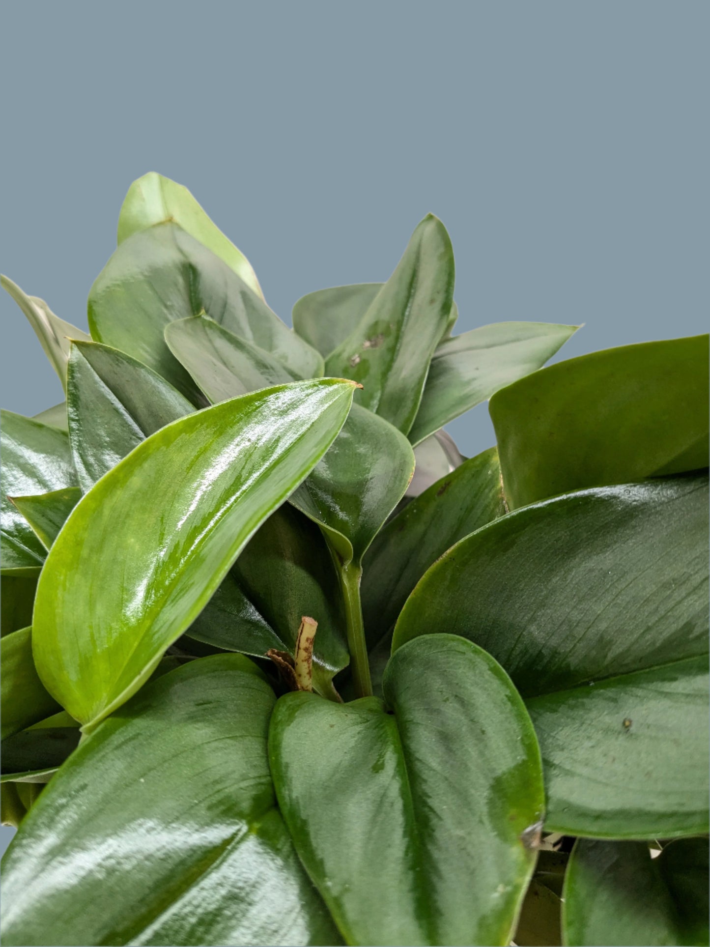 Scindapsus Platinum Java