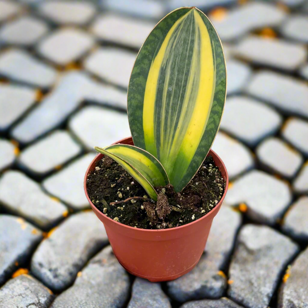 Variegated Shark Fin Snake Plant
