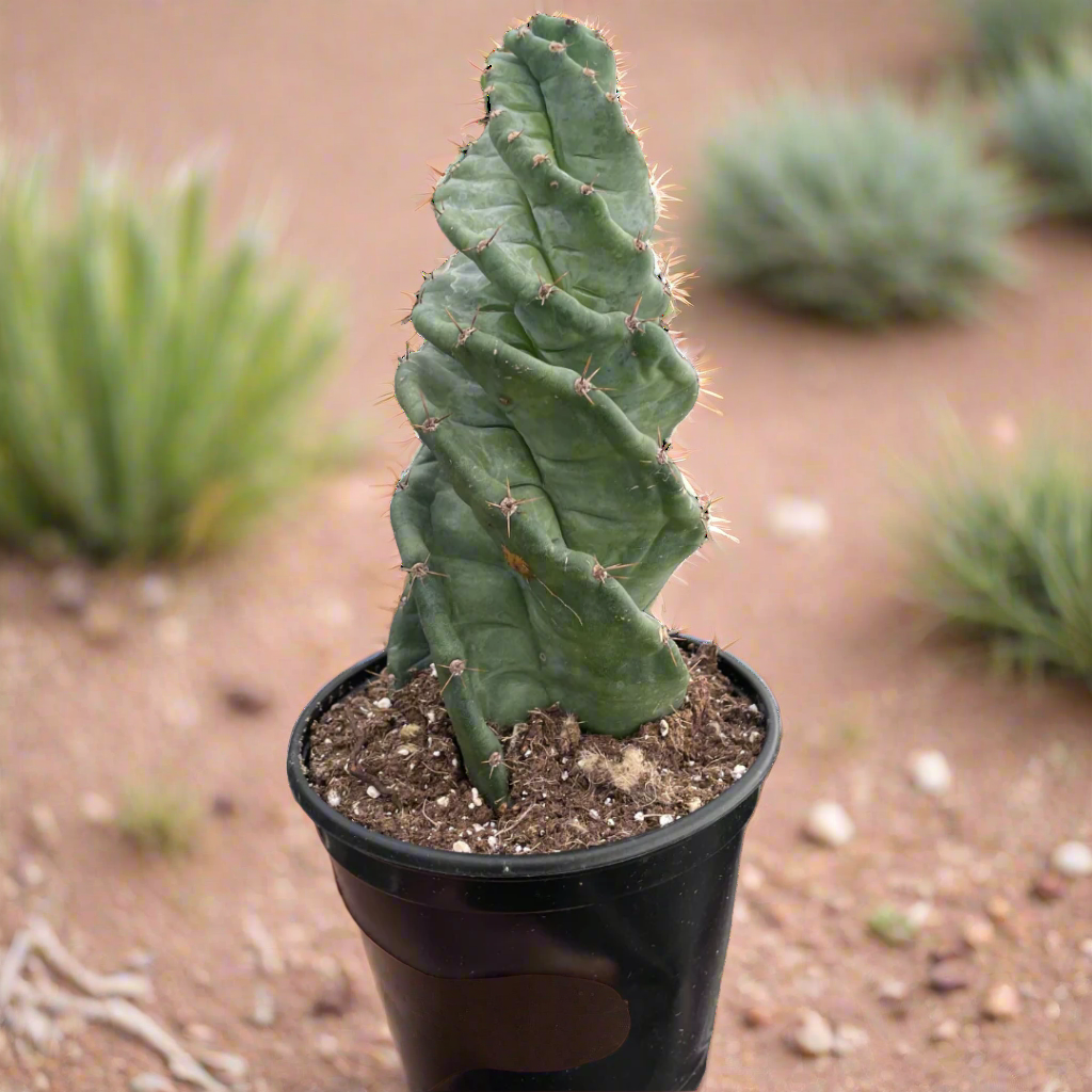 Cereus forbesii 'Spiralis'