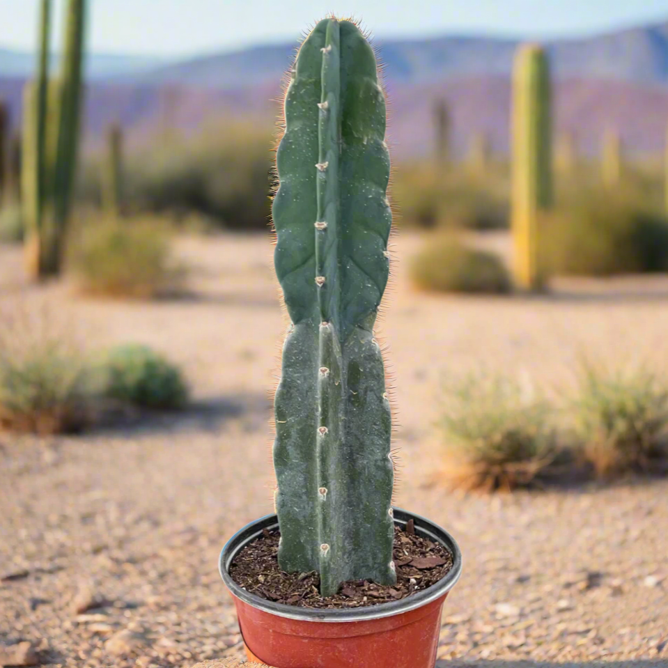 Succulent Cereus Cuddly Cactus
